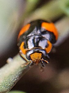 Hyperaspis sphaeridioides en la naturaleza